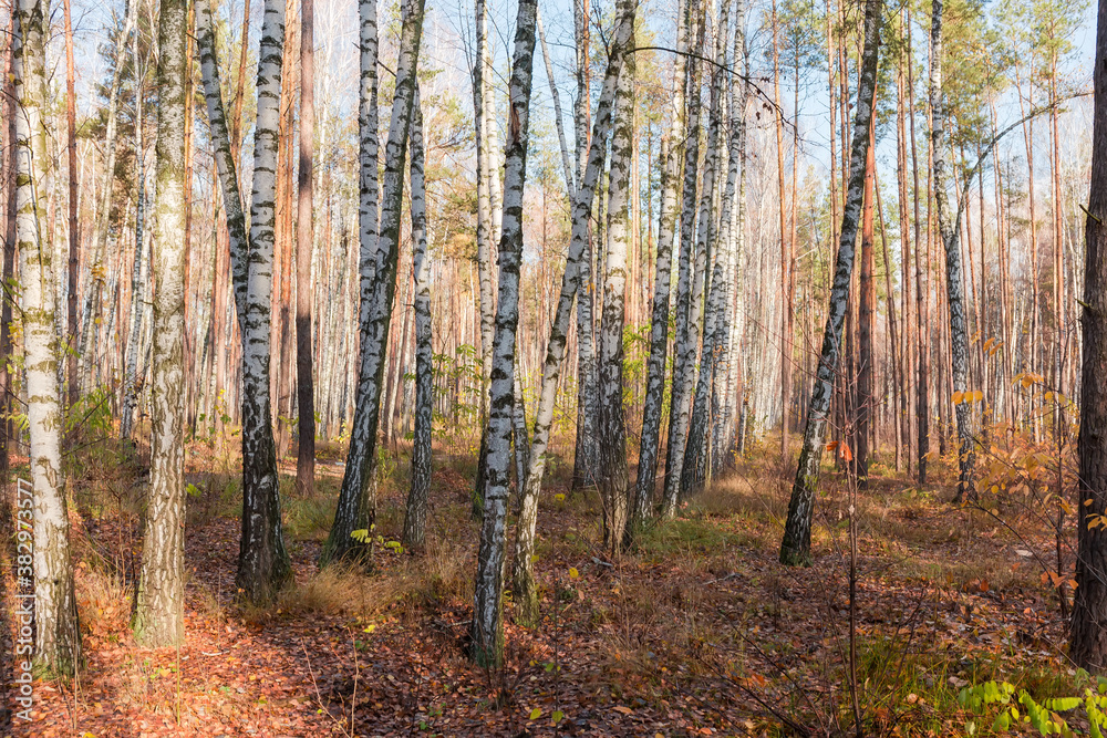 Section of deciduous and conifers forest in late autumn