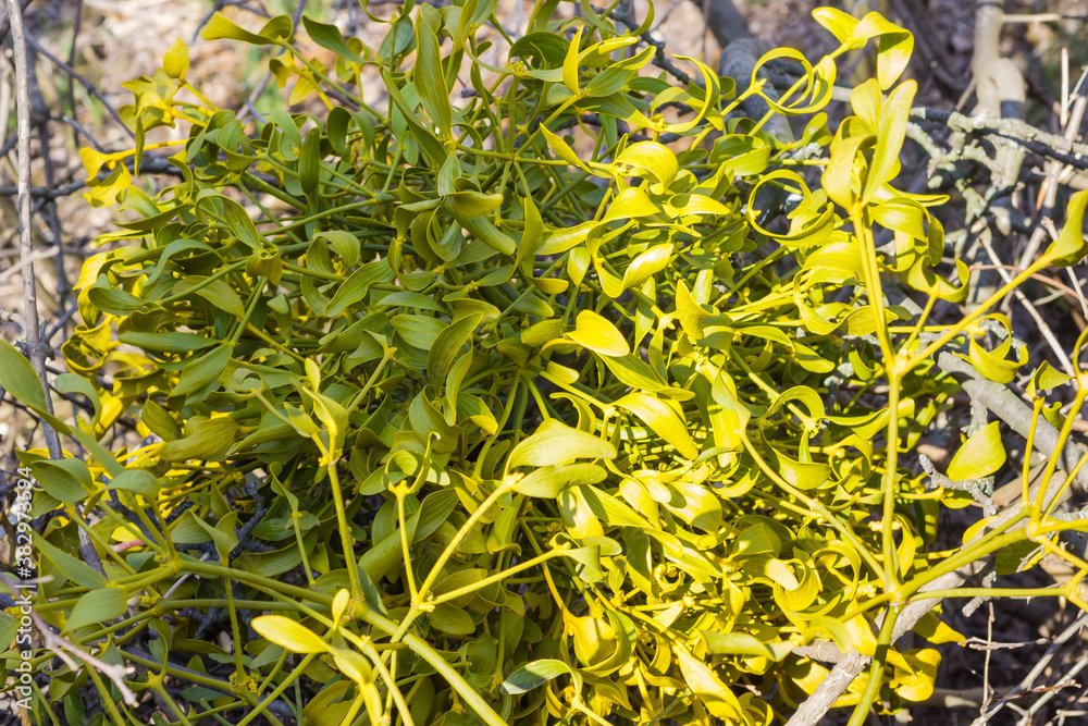 Fototapeta premium Shrub of mistletoe on a blurred background of dry branches