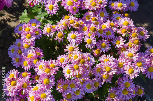Flowering purple with yellow chrysanthemums on the flowerbed, top view