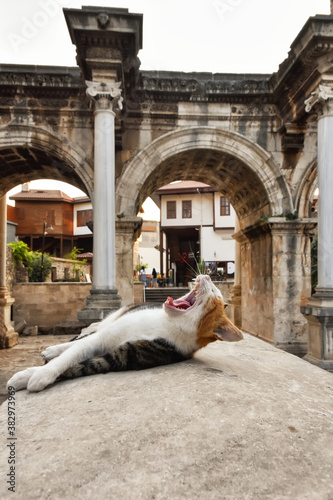 The cat yawns against the backdrop of the Hadrian's Gate in Antalya old town Kaleici district in popular resort city Antalya, Turkey photo