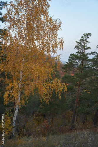 Autumn view from the mountain to the big river, in the forest with Golden leaves and green fir trees. Autumn time in the forest.