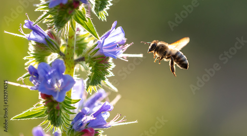 A bee collects honey on blue flowers