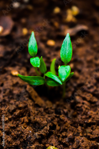 Young plant of chilli in a soil humus with green leaves
