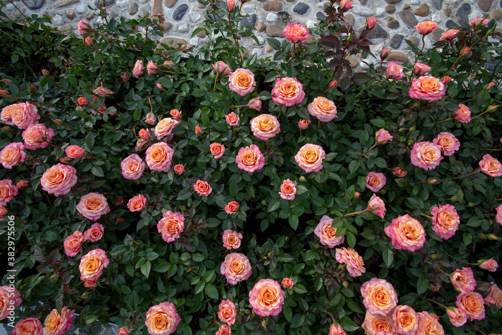 Pink-orange rose garden.There are many alternate sizes, both small and large. Pink-orange rose garden.There are many alternate sizes, both small and large.
