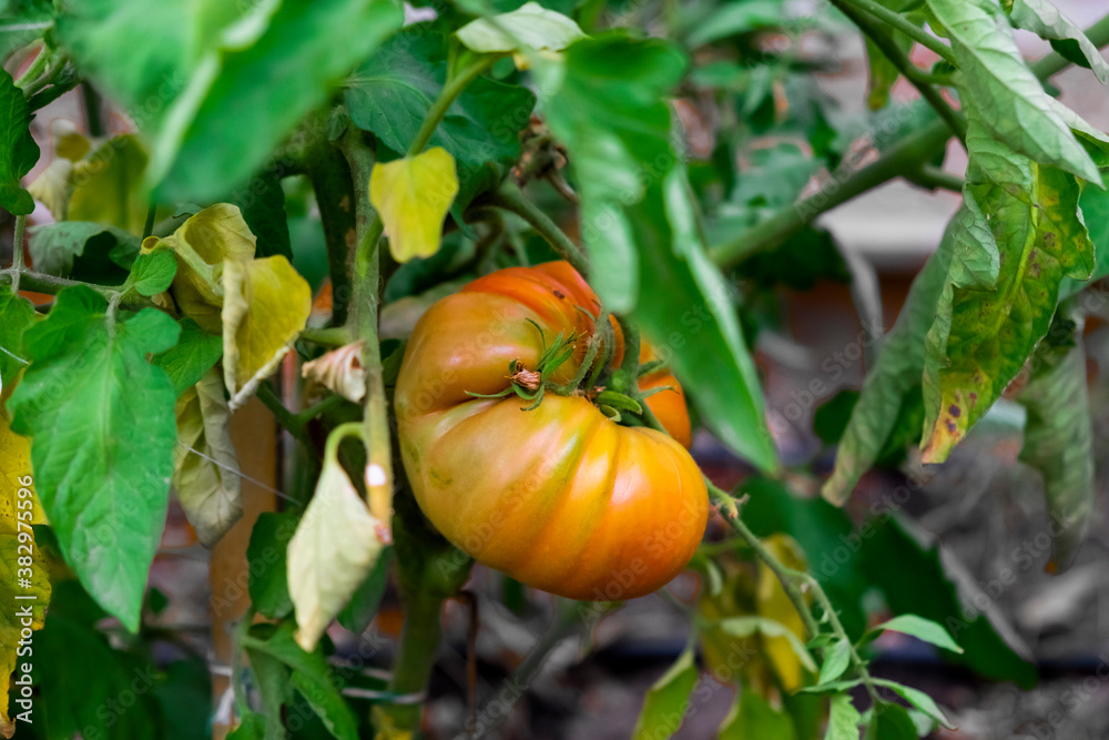 Obraz premium Closeup of fresh green tomatoes, growing agriculture concept. Vegetarian food, vitamin. Healthy food background. Summer green garden. Natural background. Organic fruit.