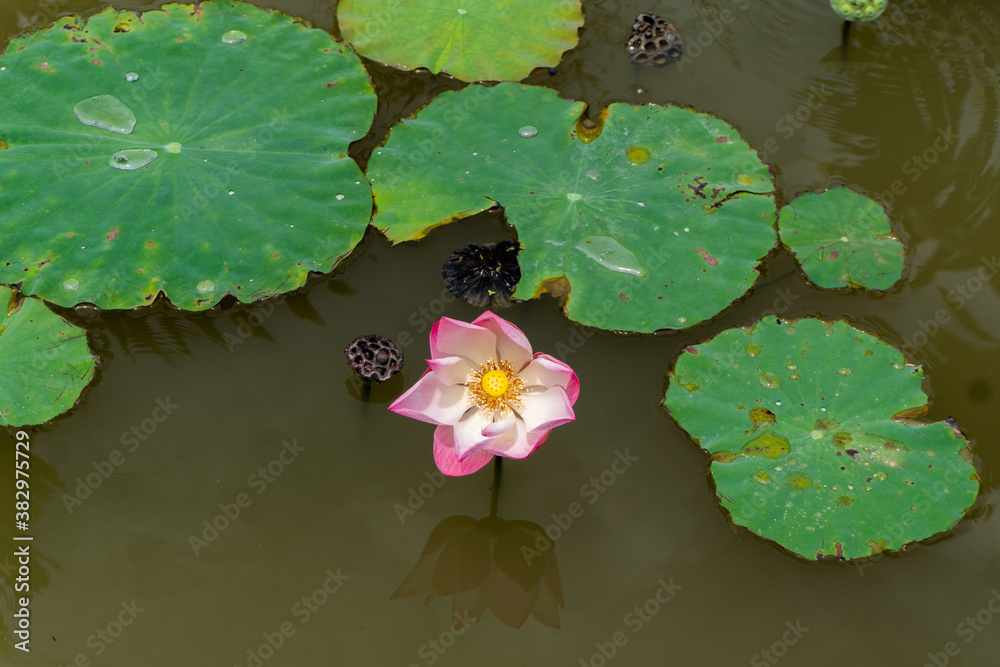 Pink lotus flowers blooming in the canal. Water droplets on the lotus leaf Pink lotus flowers blooming in the canal. Water droplets on the lotus leaf