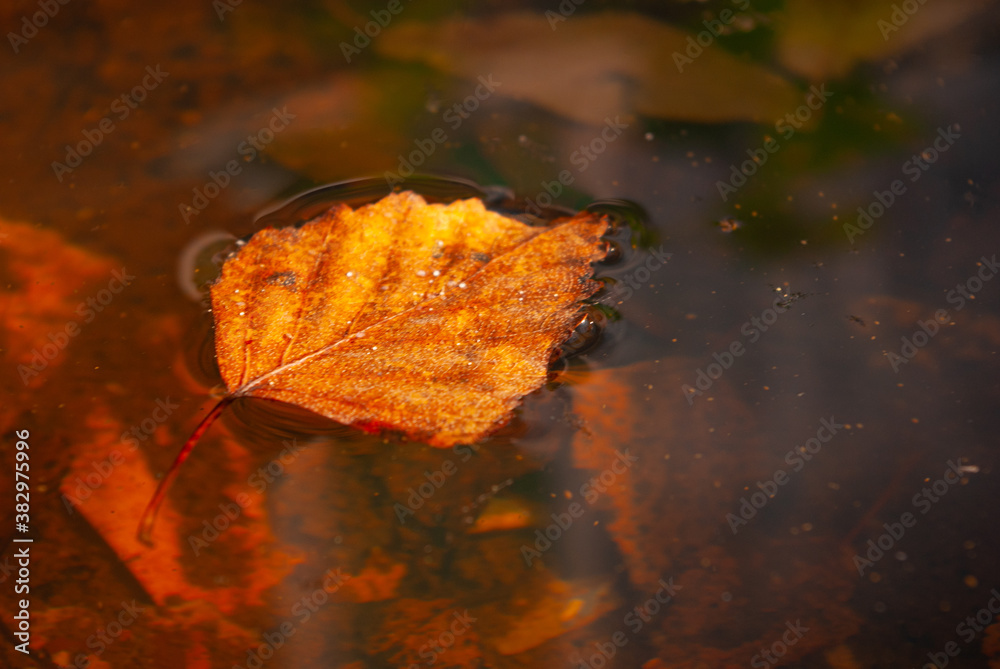 A spring fallen leaf that lies on the water and does not sink due to surface tension.
A spring fallen leaf that lies on the water and does not sink due to surface tension.