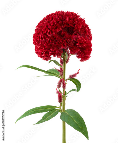 Celosia cristata flower, Red cockscomb flower with leaves isolated on white background, with clipping path photo