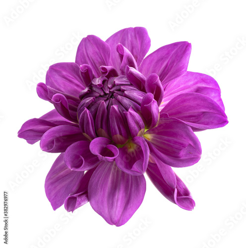 Fototapeta Naklejka Na Ścianę i Meble -  Dahlia flower, Purple dahlia flower isolated on white background, with clipping path