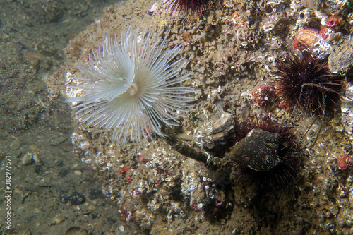 Spiral tube-worm (Sabella spallanzanii) in Mediterranean Sea, 
