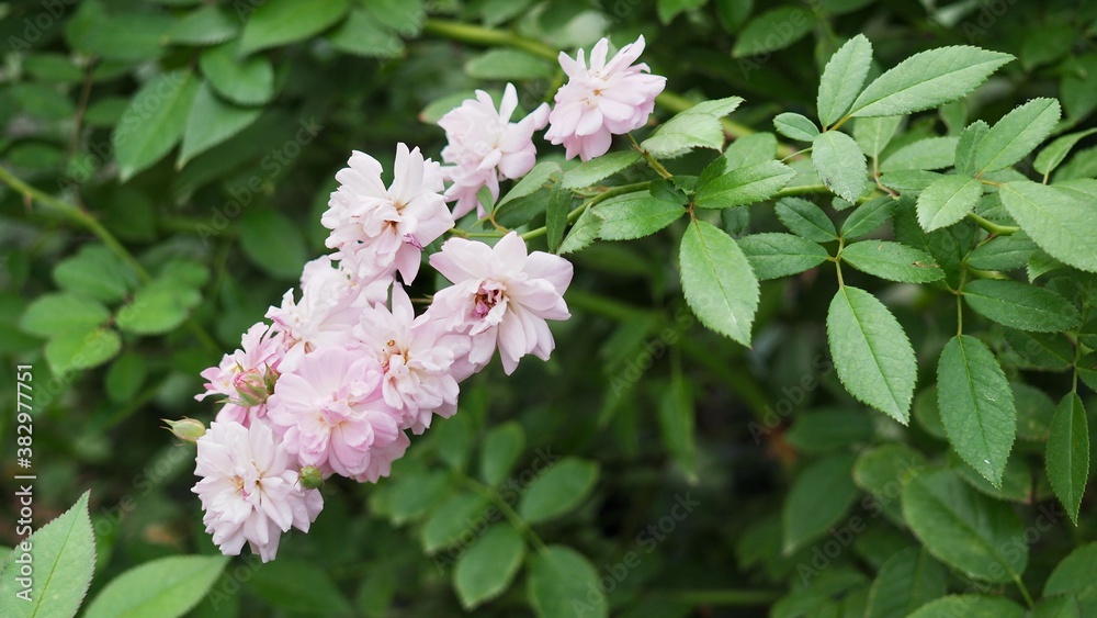 バラ 花 バラ 花