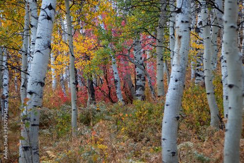 Red maple leaves and yellow aspens in utah
