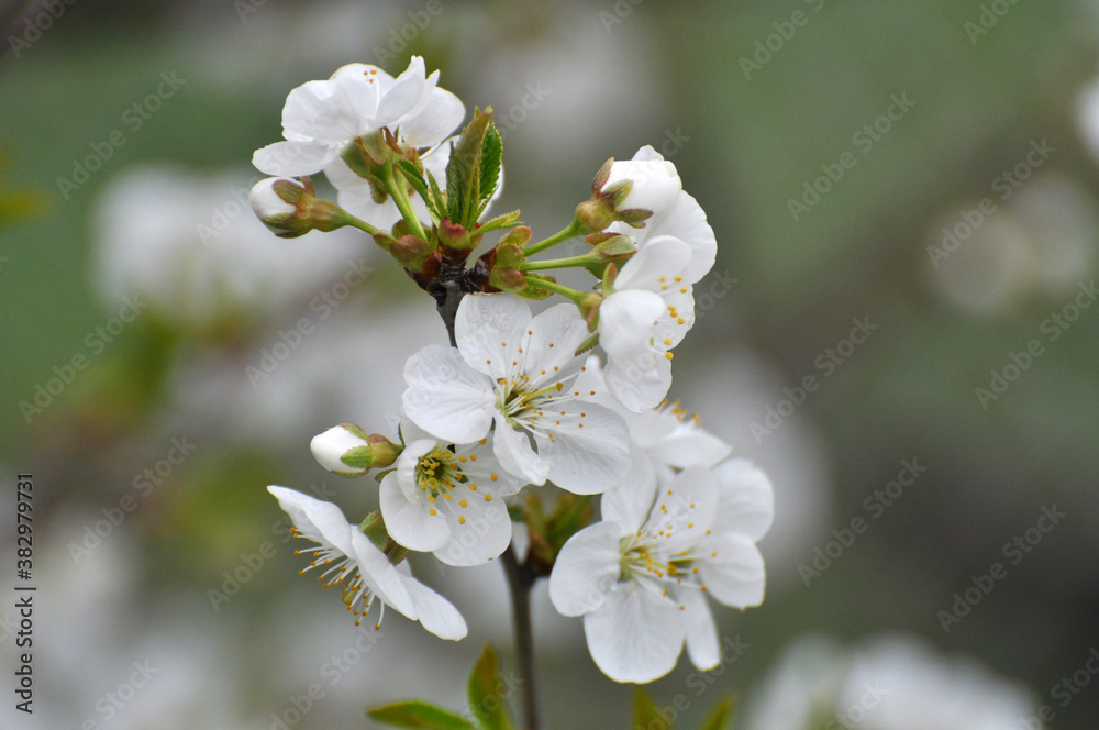 Spring cherry blossom