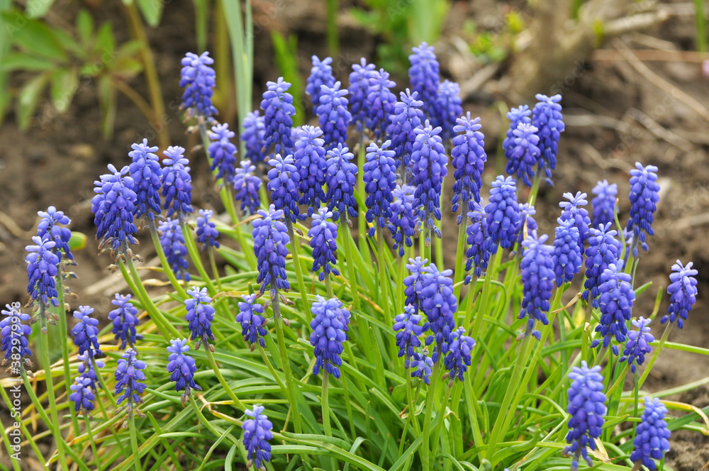 Muscari blooms in the flowerbed Muscari blooms in the flowerbed