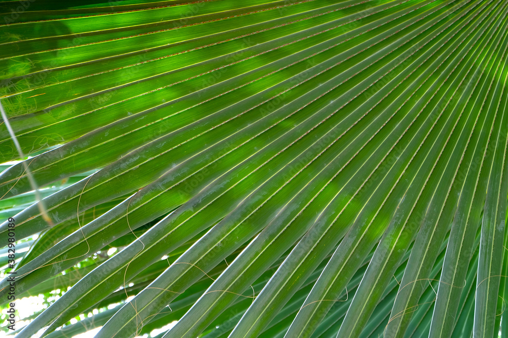 Obraz premium Tropical Green Leaf Surface background, close up details texture