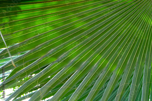 Tropical Green Leaf Surface background  close up details texture