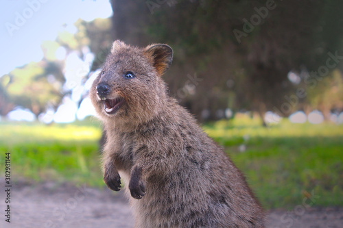 Smiling quokka - a small kangaroo living on Rottnest Island in Western Australia photo