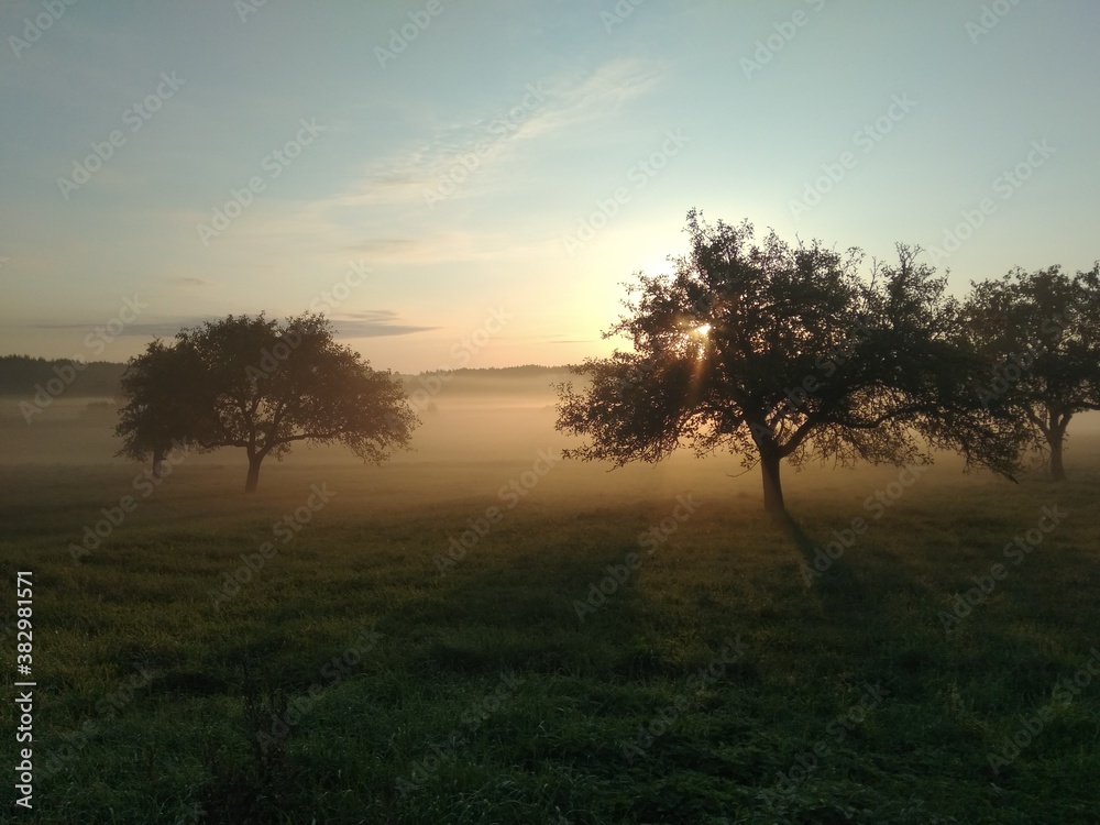 sunset in the morning. Dawn in the apple orchard. sunset in the morning. Dawn in the apple orchard.