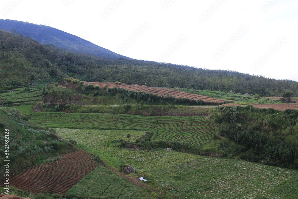 morning view of carrot garden on the hill. agriculture in the highlands of Indonesia