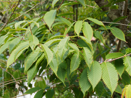 (Acer carpinifolium) Hainbuchenblättrige Ahorn mit eiförmig, herzförmig, grün Blätter, heller grün Unterseite mit sharf gesägt Blattrand