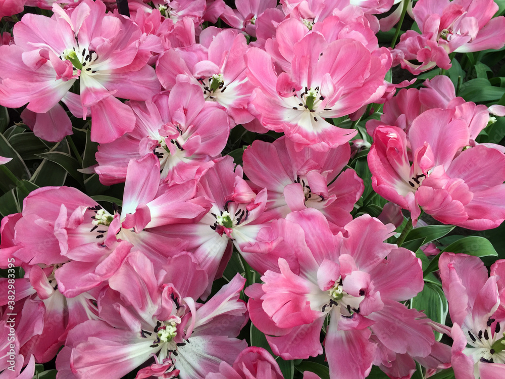 Fototapeta premium flowers blossom in the garden, North Holland Netherlands
