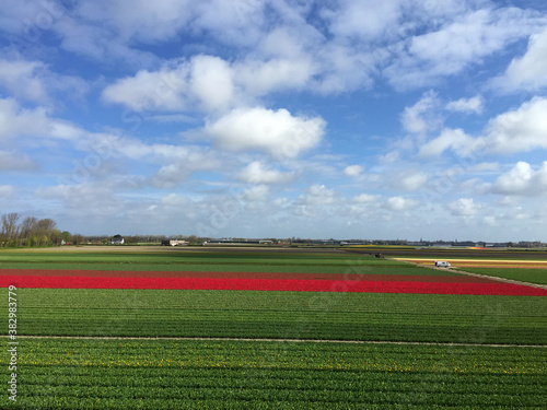 landscape of tulip field with blue sky in North Holland Netherlands