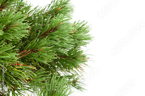 Christmas greeting card with fir tree isolated on white