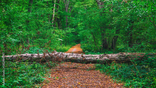 A fallen tree in forest blocked way