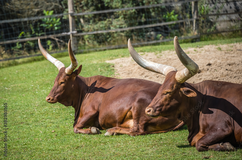 Herd of Ankole-Watusi resting on the ground in a farm under the sunlight Herd of Ankole-Watusi resting on the ground in a farm under the sunlight