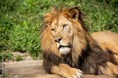 A lion lying on the wooden log among grass with a calm face expression