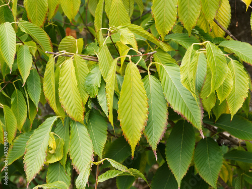 Heller grün behaart Blätter mit scharf doppelt gesägt braun rand von Hainbuchenblättrige Ahorn (Acer carpinifolium) photo