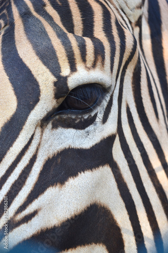 Close up of a zebra eye