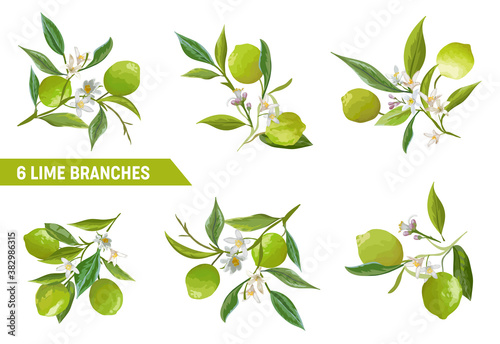 Vector Lime Branches Design Elements. Floral Citrus Fruits, Flowers, Leaves, Lemons Bouquet Illustration Set