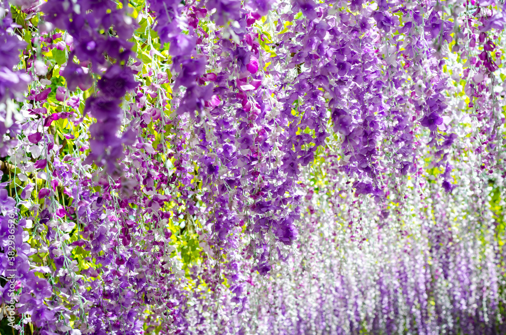 Naklejka premium Beautiful hanging purple flower tunnel at Cherntawan International Meditation Center in Chiang Rai, Thailand