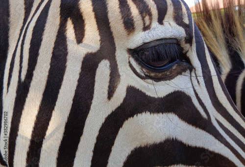 Close up of a zebra eye