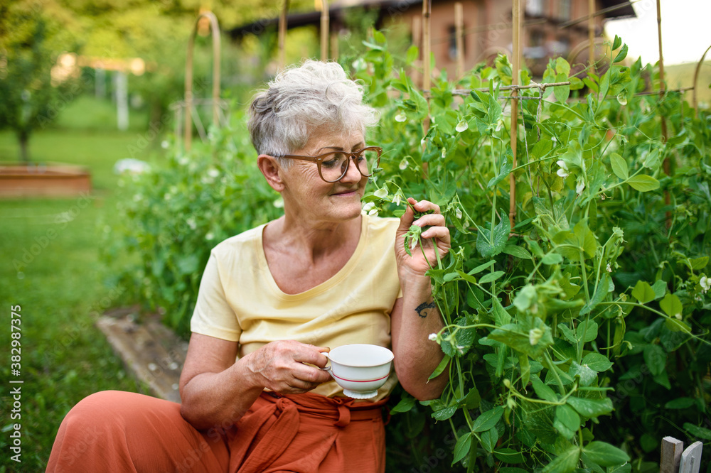 Fototapeta premium Portrait of senior woman sitting outdoors by vegetable garden, holding cup of coffee.