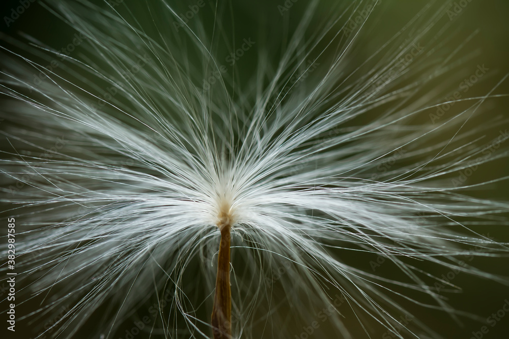 Fototapeta premium Dandelion 
