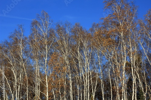 Siberian birches in the blue sky in autumn