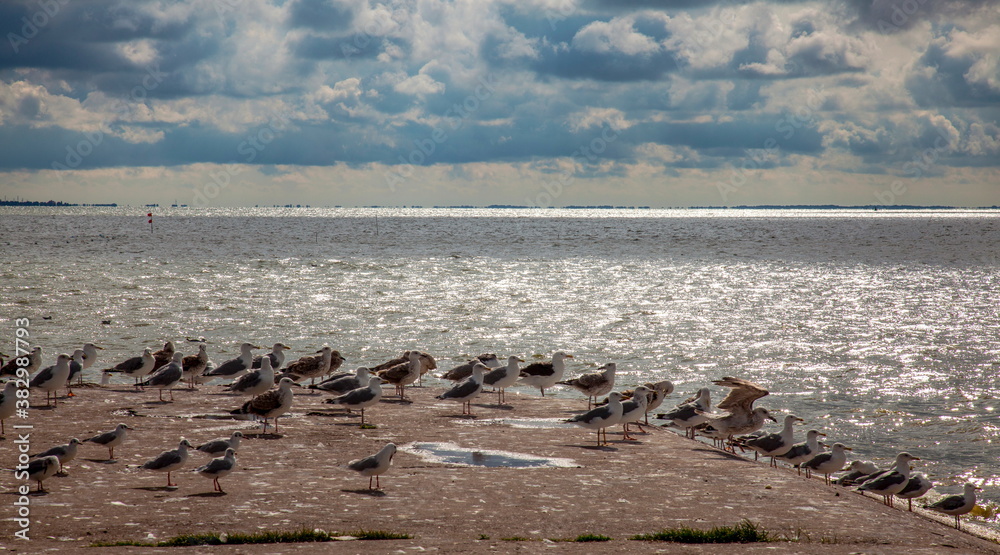 Seagulls on a pier