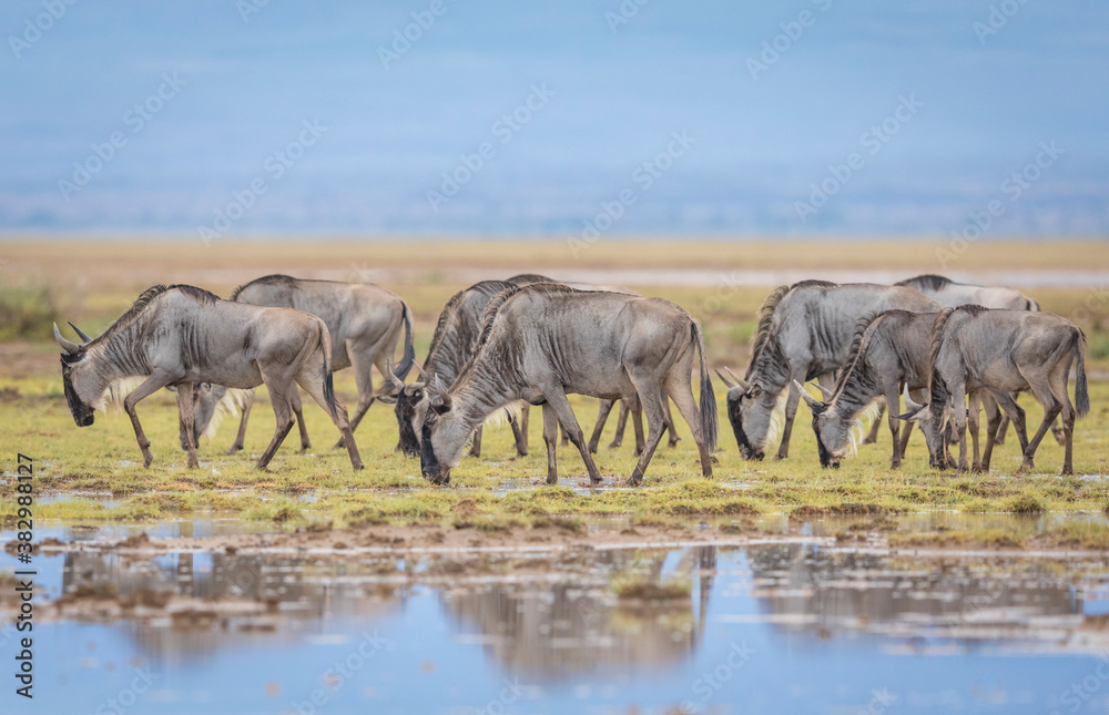 A herd of wildebeest grazing in Amboseli in Kenya A herd of wildebeest grazing in Amboseli in Kenya