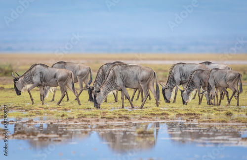 A herd of wildebeest grazing in Amboseli in Kenya