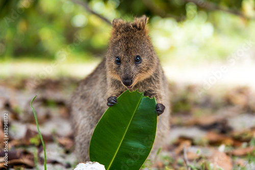 Fototapeta Naklejka Na Ścianę i Meble -  Baby quokka posing for the camera and eating ficus leaf. Rottnest Island, Western Australia. The happiest animal on Earth