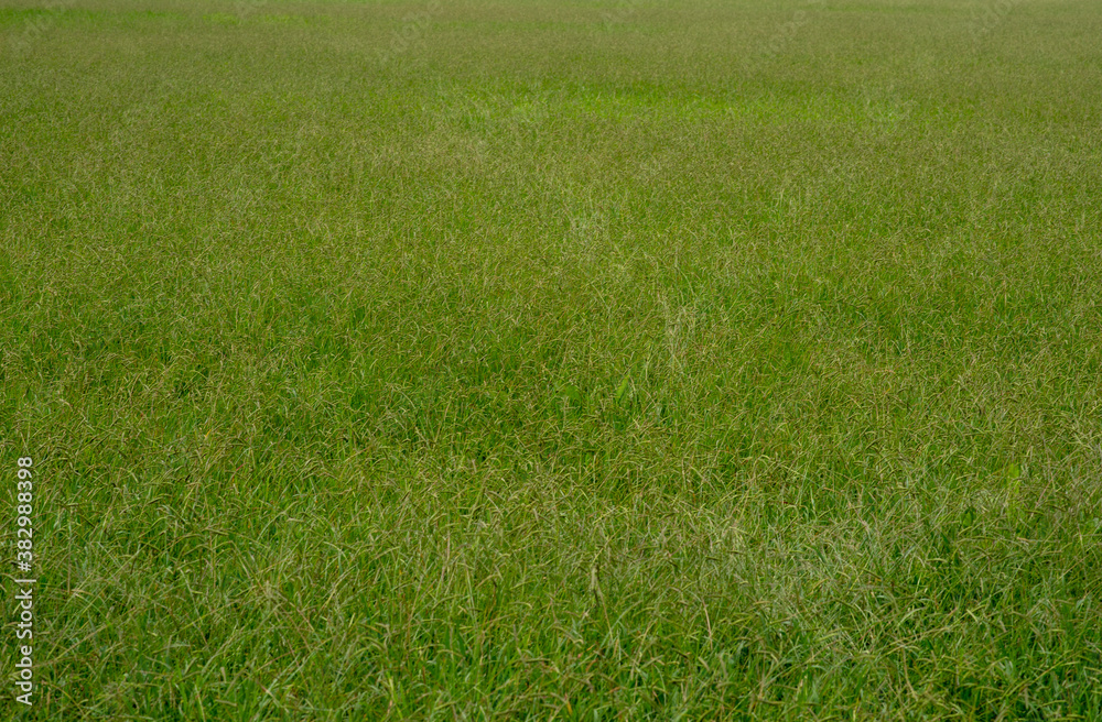 grass　green　lawn　field　nature