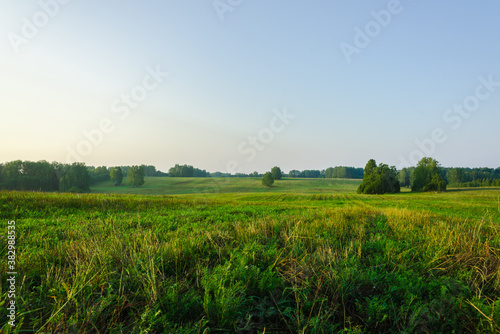 Morning light on the green summer field. Summer landscape. 