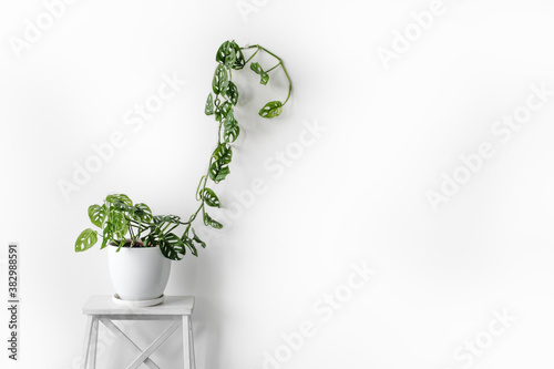 Beautiful plant Monstera Monkey Mask in a white pot stands on a white pedestal on a white background. Houseplant Monstera obliqua on a white background photo