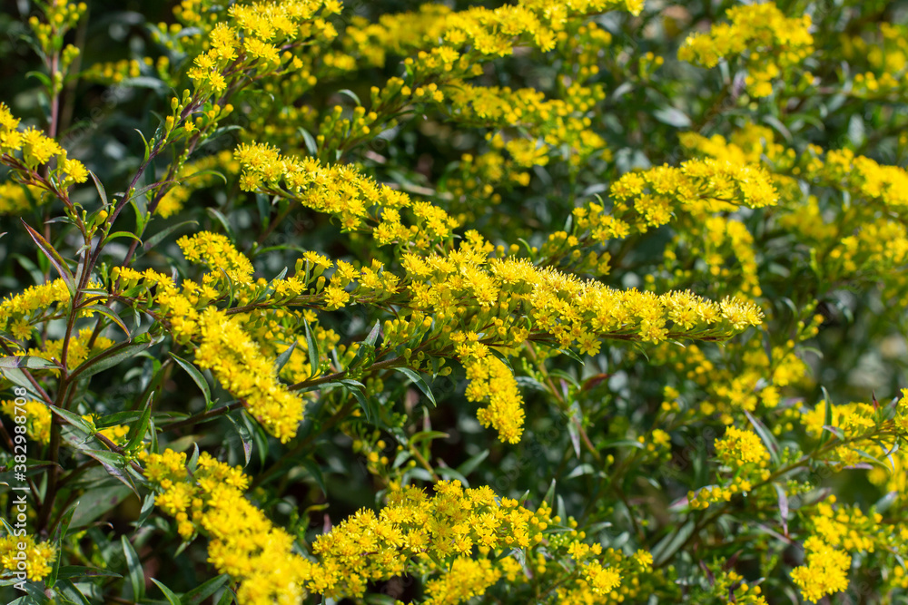 Fototapeta premium Solidago canadensis, called the Canadian Goldenrod, is an ornamental plant with bright yellow flowers. Floral yellow natural background design