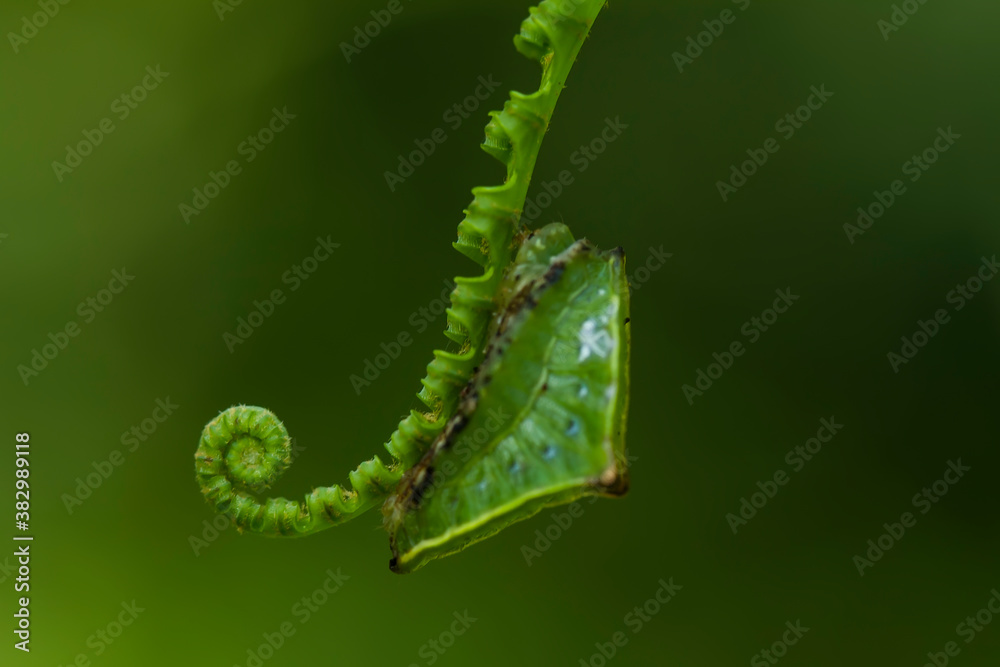Naklejka premium Caterpillar on Fern