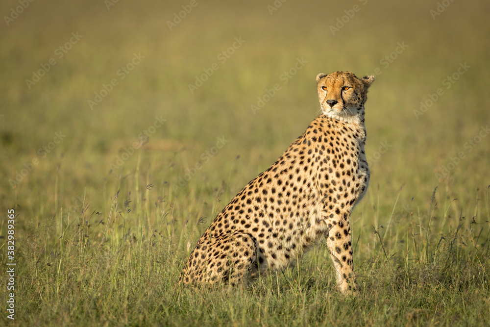 Portrait of an adult cheetah sitting upright in green grass looking alert in Masai Mara in Kenya Portrait of an adult cheetah sitting upright in green grass looking alert in Masai Mara in Kenya