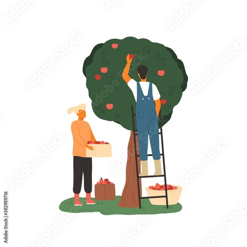Couple of farmers picking apples from the tree. Agricultural workers gathering fruits in the garden. Autumn season harvest scene isolated on white. Vector illustration in flat cartoon style