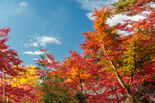 日本の秋の風景